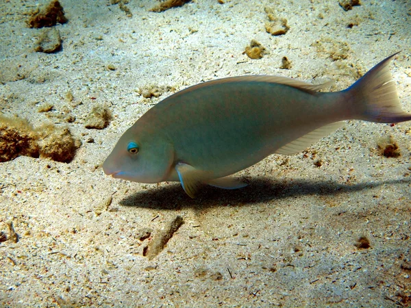 Peces de coral — Foto de Stock