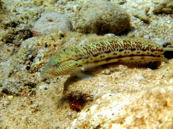 Coral fish — Stock Photo, Image