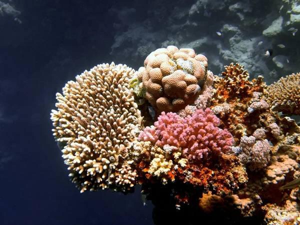 Coral de pedra — Fotografia de Stock