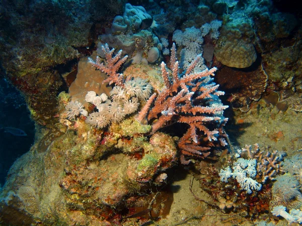 Stone coral — Stock Photo, Image