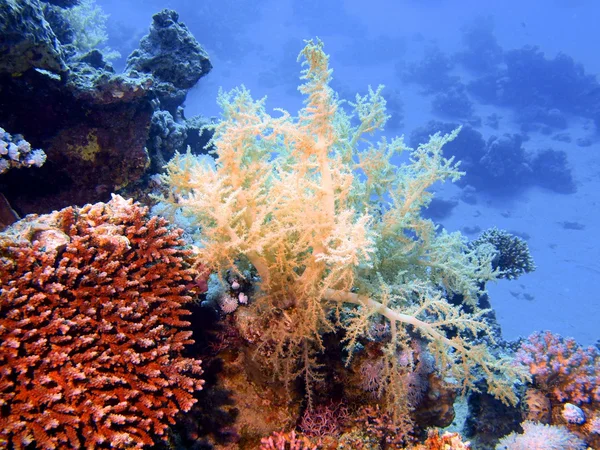 Corail mou — Photo