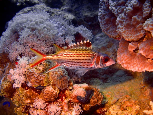 Ryby koralowe — Zdjęcie stockowe
