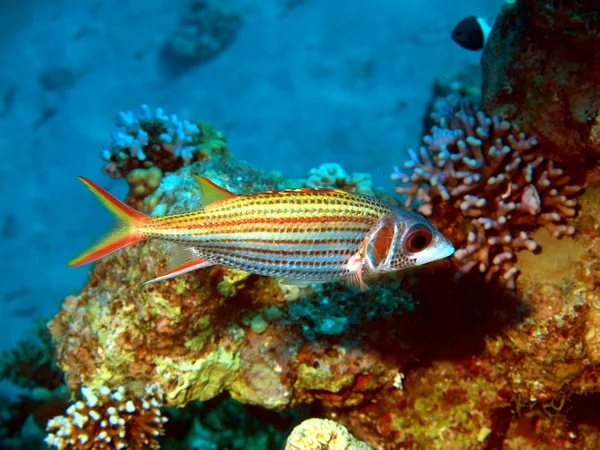 Peixes de coral — Fotografia de Stock