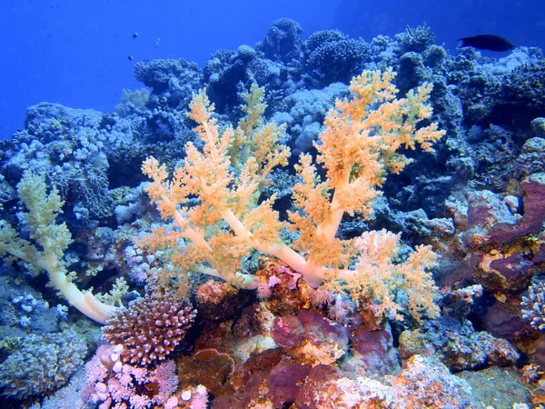 Coral mole — Fotografia de Stock