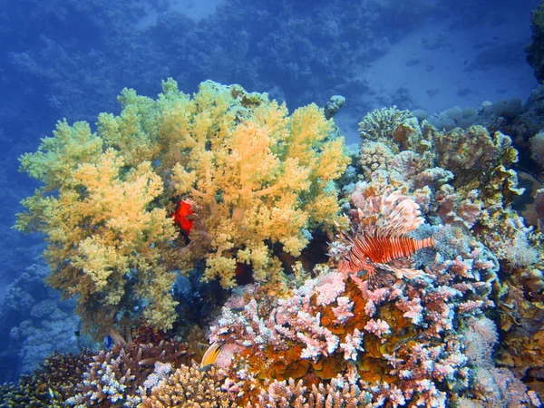 Coral mole — Fotografia de Stock