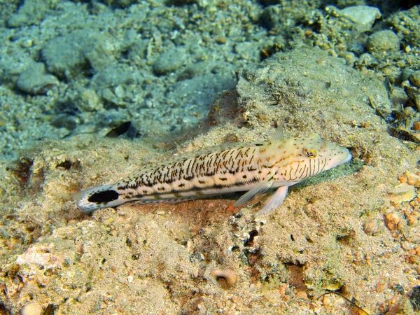 Coral peixes, Mar Vermelho, Dahab — Fotografia de Stock