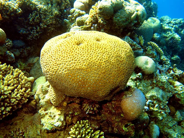 Coral de pedra — Fotografia de Stock