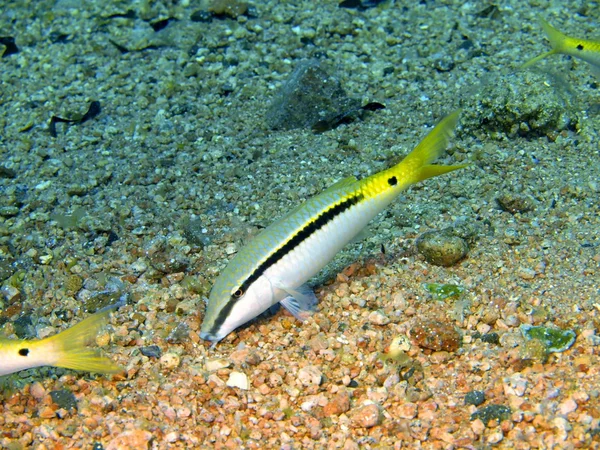 Korálové ryby, Rudé moře, dahab — Stock fotografie