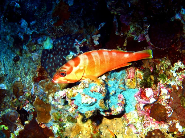 La petite perche, Mer Rouge, Dahab — Photo