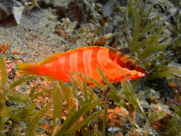 Malé okouna, Rudé moře, dahab — Stock fotografie