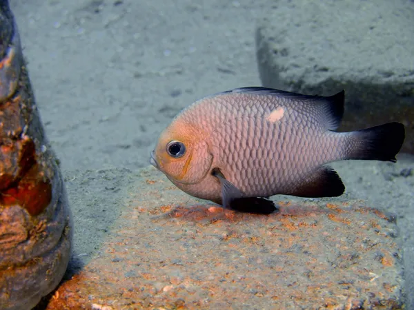 Koraal vissen, red sea, dahab — Stockfoto
