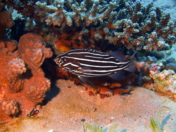 Коралловые рыбы, Красное море, Дахаб — стоковое фото