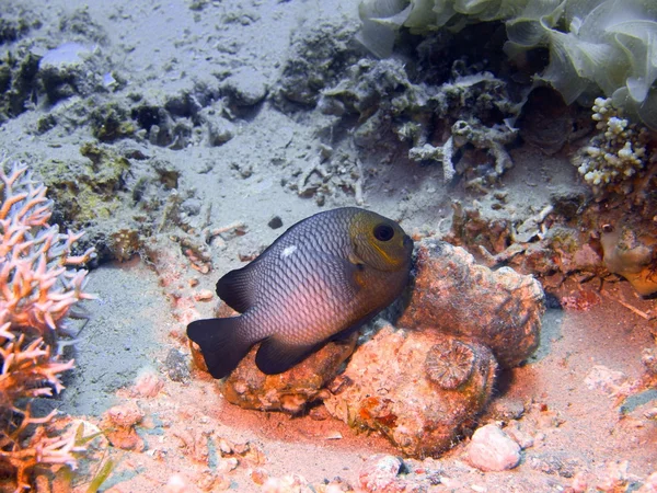 Coral peixes, Mar Vermelho, Dahab — Fotografia de Stock