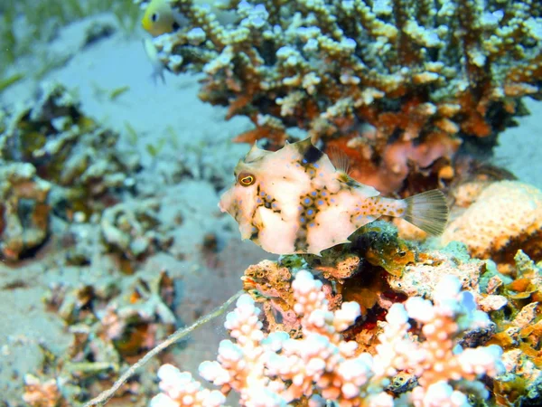 Dahab boxfish, Rudé moře, — Stock fotografie