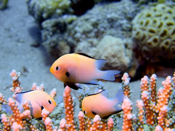 Coral peixes, Mar Vermelho, Dahab — Fotografia de Stock