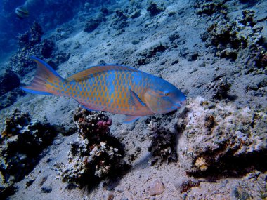 mercan balık, Kızıldeniz, dahab