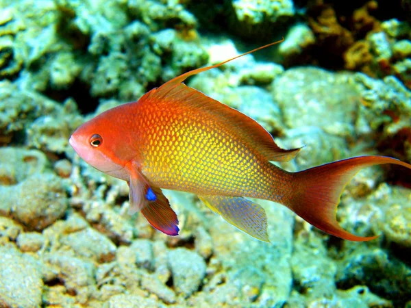 Korall fisk, röda havet, dahab — Stockfoto