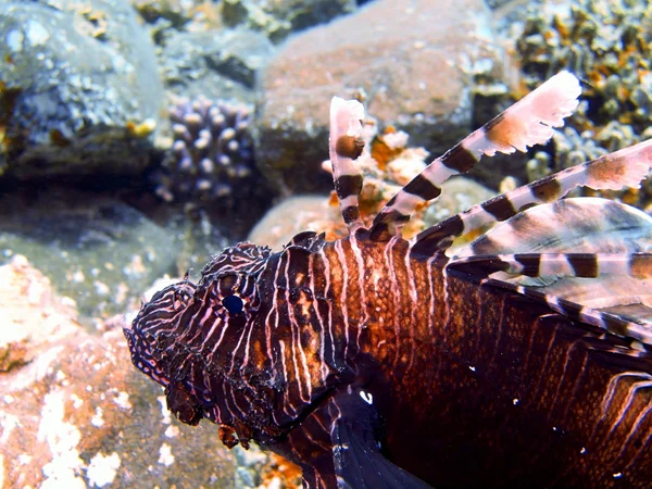 Scorpionfish — Zdjęcie stockowe