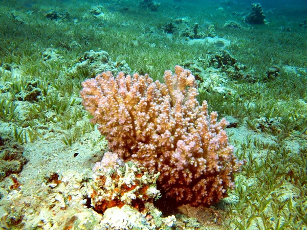 Kamenná korálový — Stock fotografie