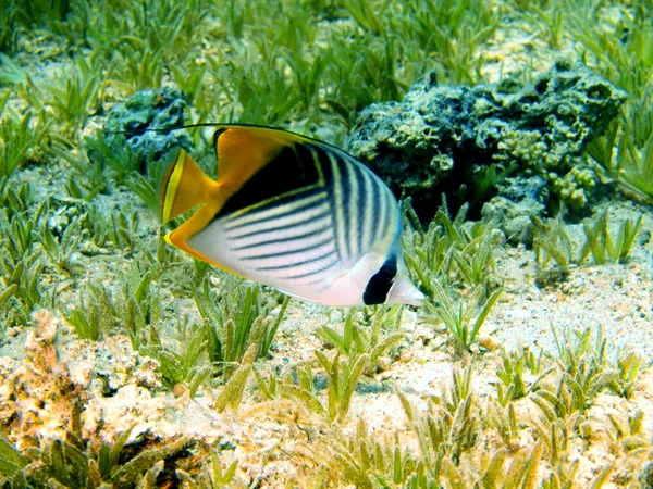 Korall fisk, röda havet, dahab — Stockfoto