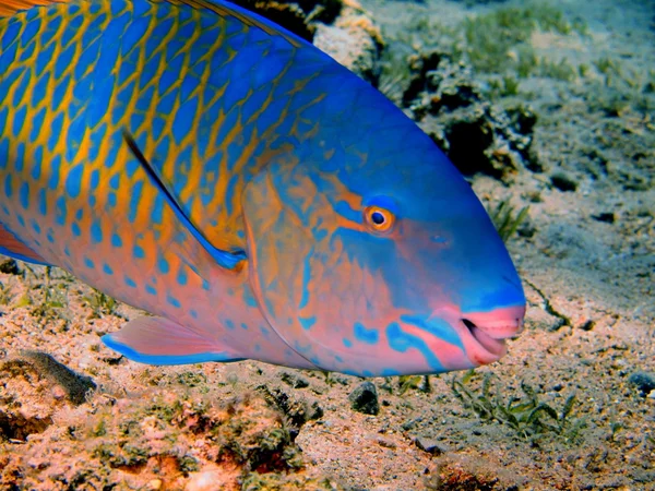 サンゴ礁の魚たち、紅海ダハブ — ストック写真