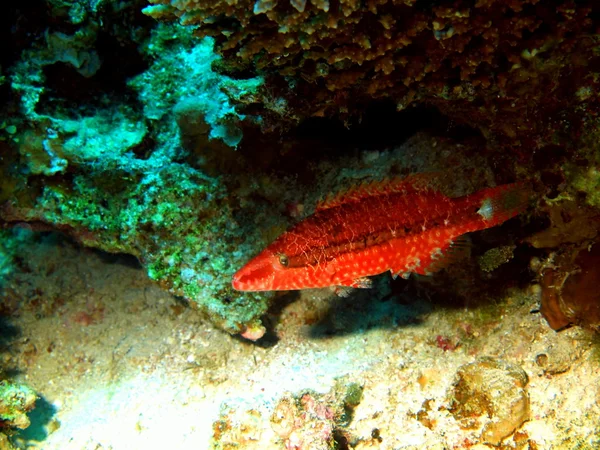 サンゴ礁の魚たち、紅海ダハブ — ストック写真