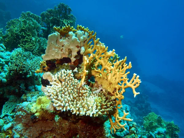 Coral de pedra — Fotografia de Stock