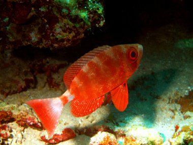 küçük istavrit, Kızıldeniz, dahab