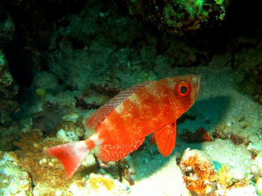 küçük istavrit, Kızıldeniz, dahab