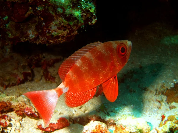 A kis sügér, Vörös-tenger, Dahab — Stock Fotó