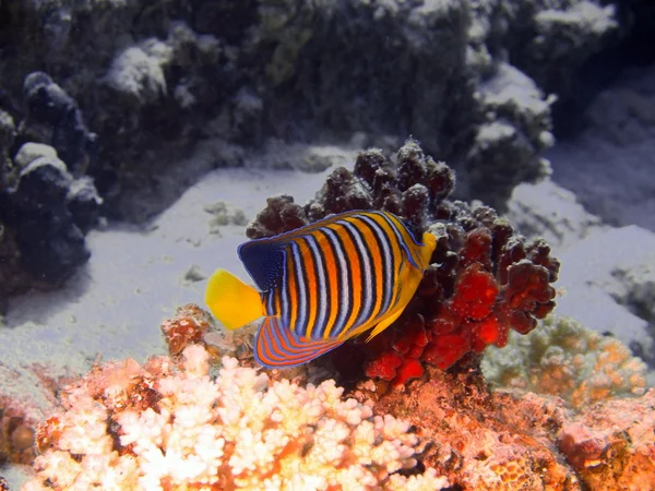 Korálové ryby, Rudé moře, dahab — Stock fotografie