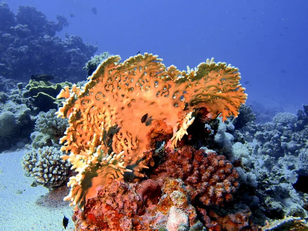 Piedra coral —  Fotos de Stock