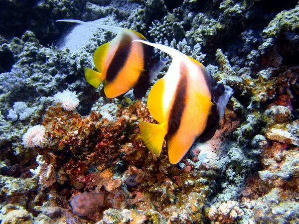 Pesce corallo, Mar Rosso, Dahab — Foto Stock