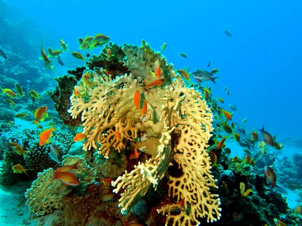 Coral de pedra Imagem De Stock