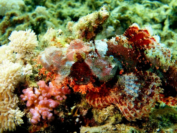 Skorpionfisk, röda havet, dahab — Stockfoto