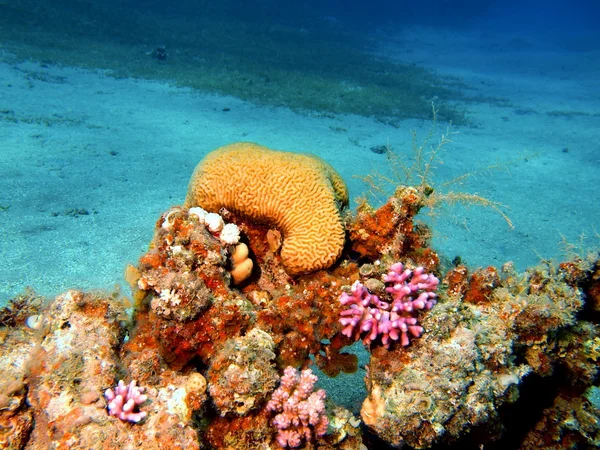 Kamień Koral — Zdjęcie stockowe
