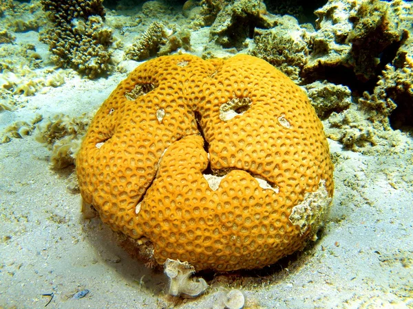 Кам'яні coral — стокове фото