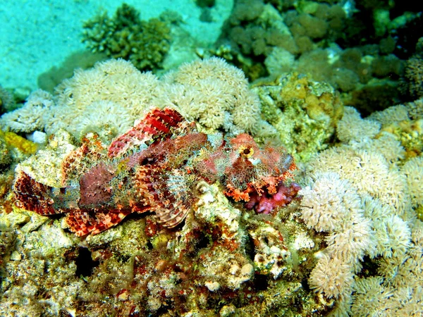 Scorpionfish, Red sea, Dahab — Stock Photo, Image