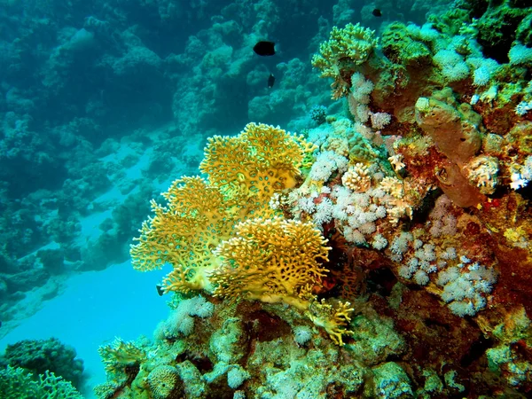 Piedra coral — Foto de Stock