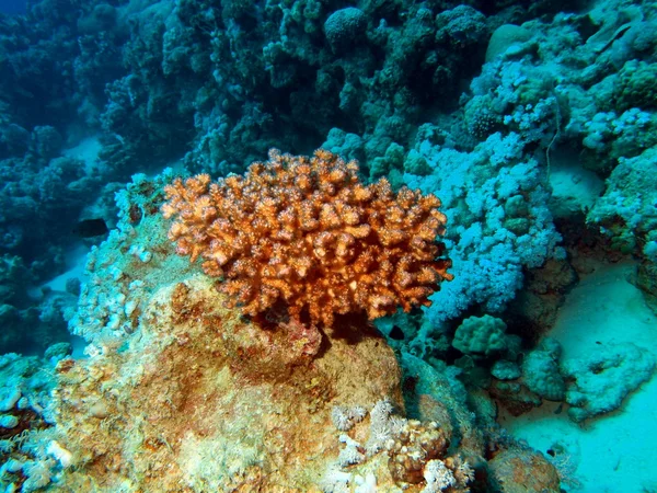 石珊瑚 — 图库照片