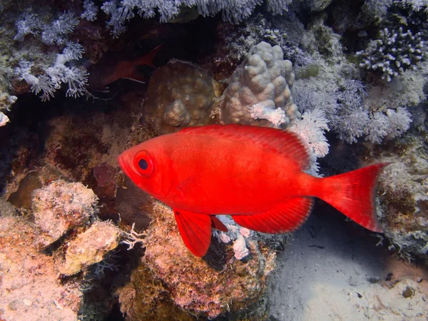 La pequeña perca, Mar Rojo, Dahab — Foto de Stock