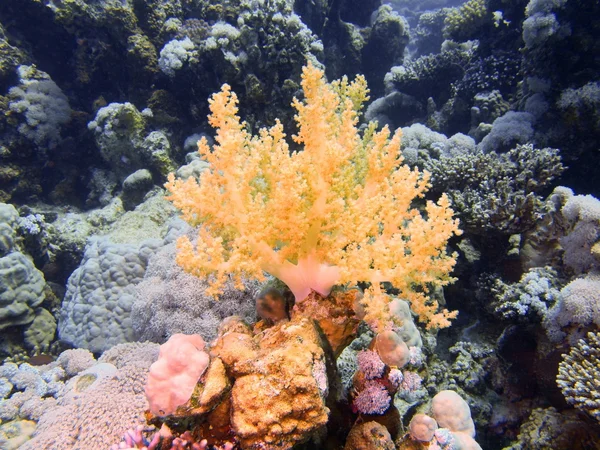 Yumuşak mercan — Stok fotoğraf