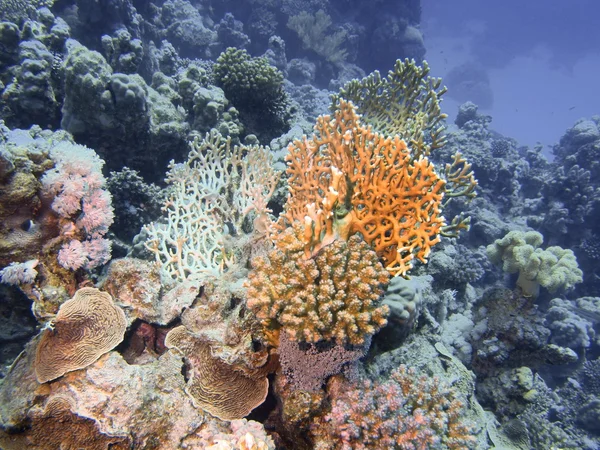 Kamenná korálový — Stock fotografie