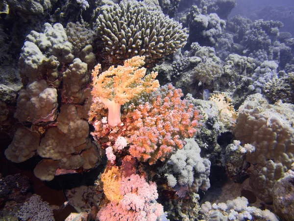 Coral de pedra — Fotografia de Stock