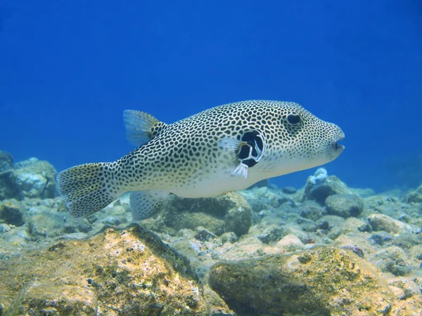 Boxfish, Kızıldeniz, dahab — Stok fotoğraf