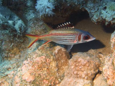 mercan balık, Kızıldeniz, dahab