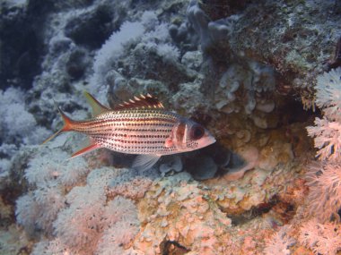 mercan balık, Kızıldeniz, dahab
