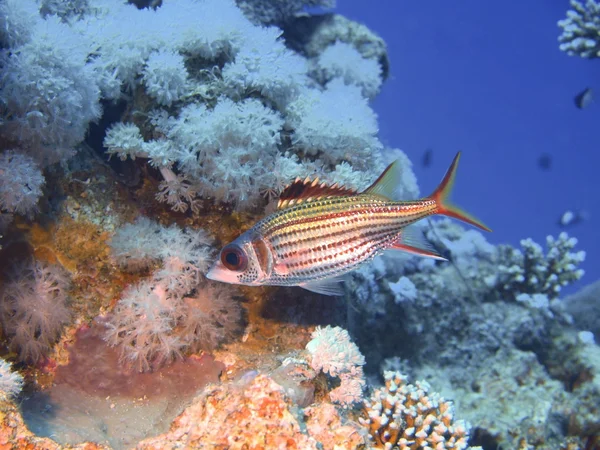 Koraal vissen, red sea, dahab — Stockfoto