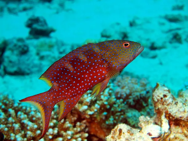 mercan balık, Kızıldeniz, dahab