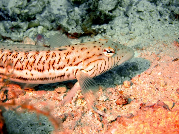 Korálové ryby, Rudé moře, dahab — Stock fotografie